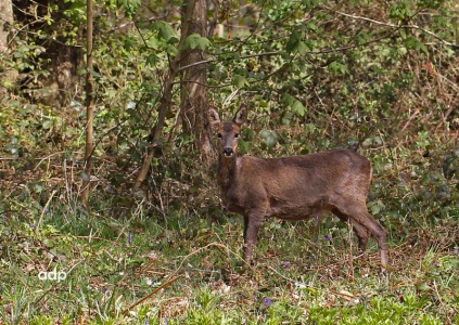 Roe Deer female (Capreolus capraea) Alan Prowse